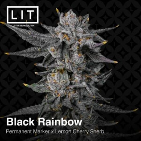 Graines de cannabis Black Rainbow féminisées de LIT Farms – image 2