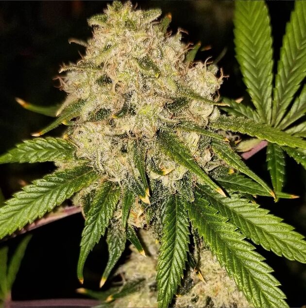 Cannabissamen Chasca Regulär von Lucky Dog Cannabis Co. für Indoor und Outdoor – Bild 2