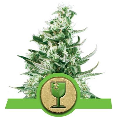 Auto Royal Critical