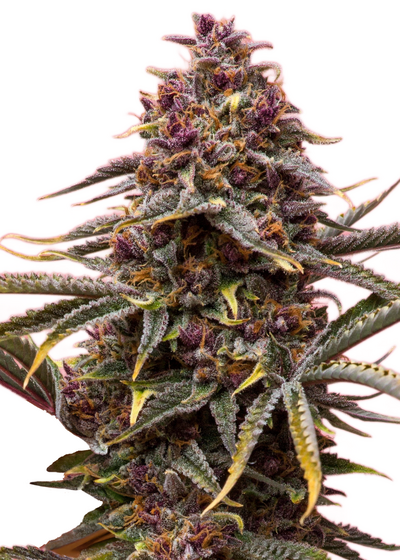 Auto Pink Mist