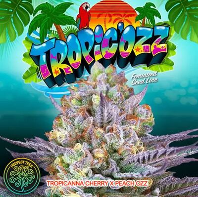 TropicOzz