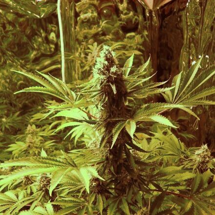 Cannabissamen Auto Jock Horror feminisiert von Nirvana für Indoor und Outdoor – Bild 2