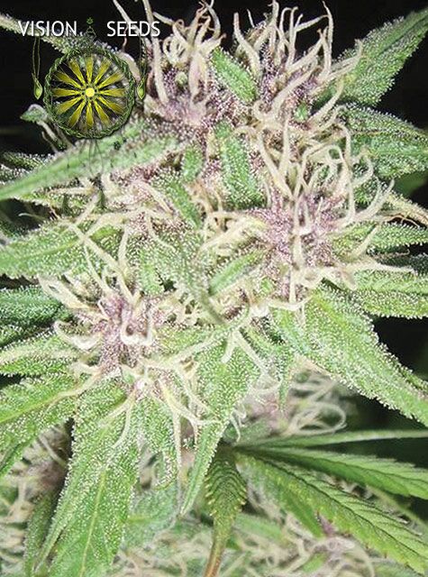 Jack Herer feminised cannabis seeds by Vision Seeds for indoor and outdoor – image 2