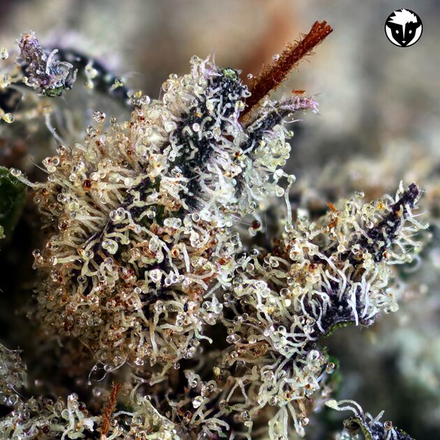 501st O.G. Regular cannabis seeds by Rare Dankness for indoor and outdoor – image 3