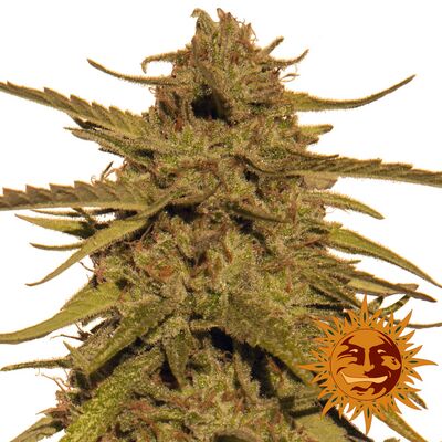 Pineapple Haze Régulier