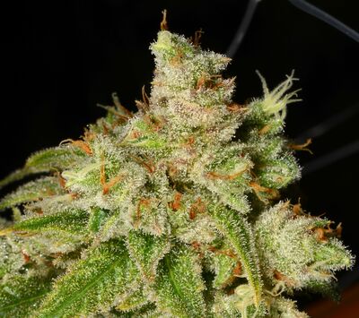 Holy Roller Regulär