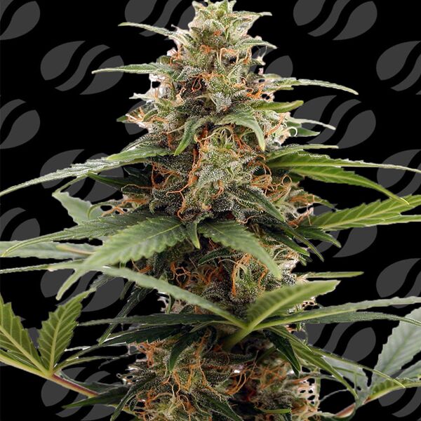 Orange Ooze feminised cannabis seeds for indoor and outdoor