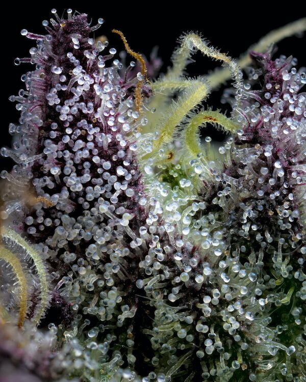 Graines de cannabis Apple Fritter féminisées de Barney's Farm pour intérieur et extérieur – image 2