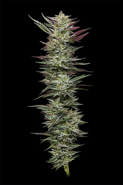 Notorious THC Regular