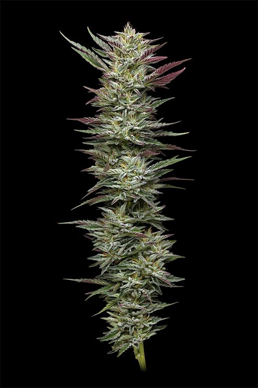 Notorious THC cannabis seeds for indoor and outdoor cultivation