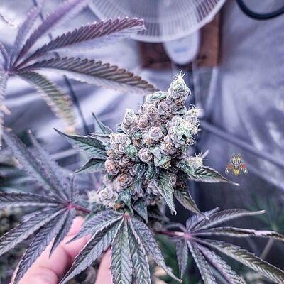 Maui Mac Dragon Regular