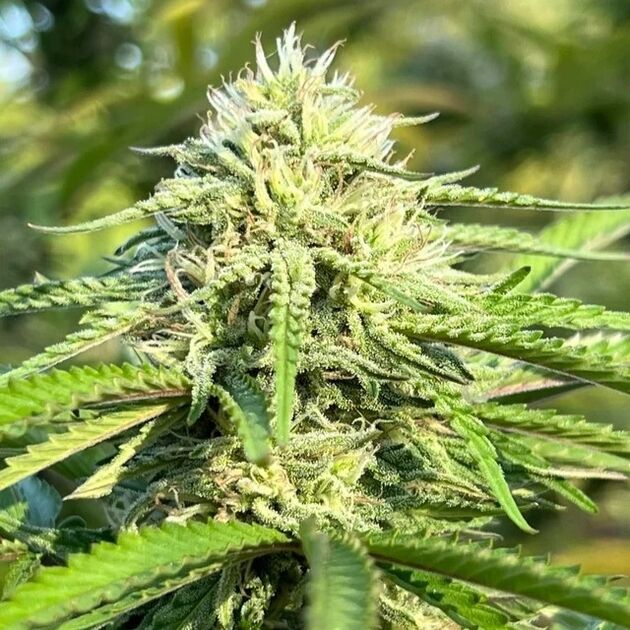 Graines de cannabis Bigfoot Glue féminisées de Humboldt Seed Company pour intérieur et extérieur – image 2
