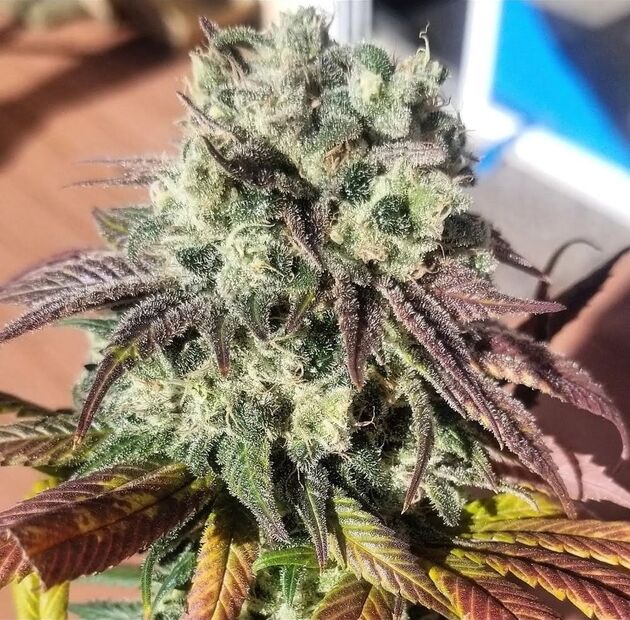 Cannabissamen Sunshine Biscuits Regulär von Lucky Dog Cannabis Co. für Indoor und Outdoor – Bild 2