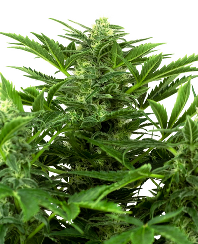 Auto Mandarine Punch