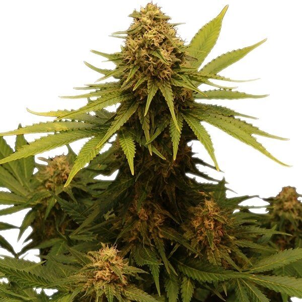 Graines de cannabis Critical féminisées de Royal Queen Seeds pour intérieur et extérieur – image 2