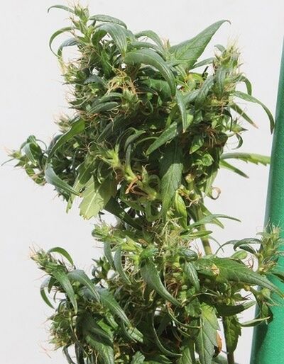 Hokkaido Japan Hemp Standard Regular