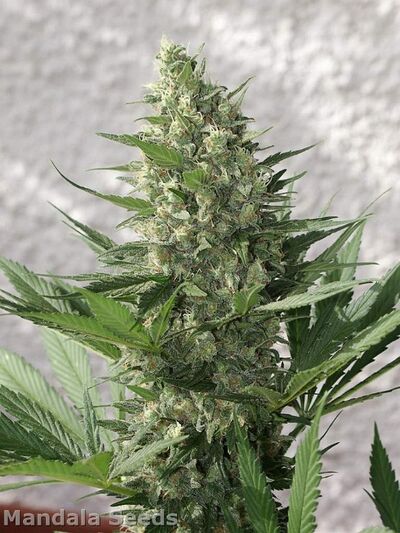 8 Miles High Regular