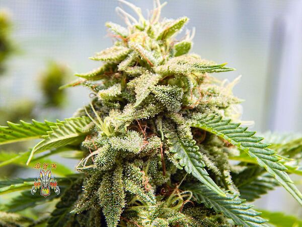 Celestial Dragon Regular cannabis seeds by Dragons Flame Genetics for indoor and outdoor – image 3