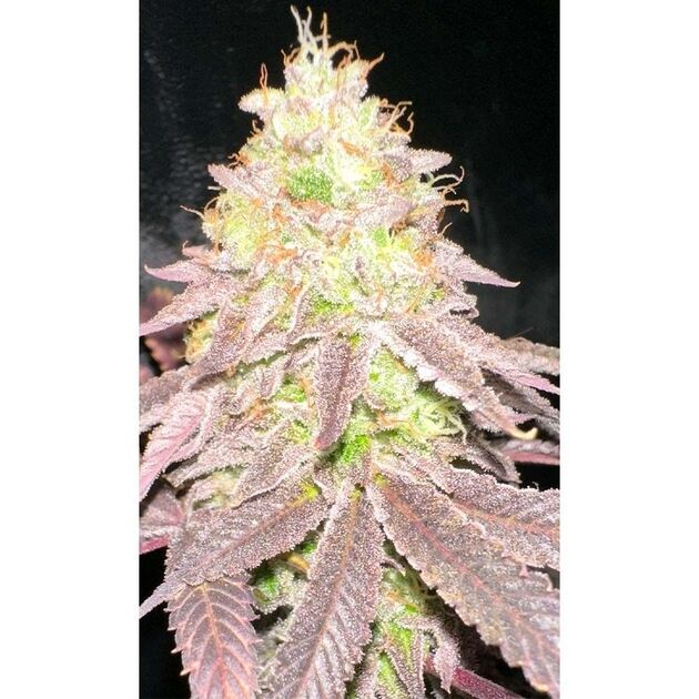 Cannabissamen MoZiZi Regulär von Karma Genetics für Indoor und Outdoor – Bild 4