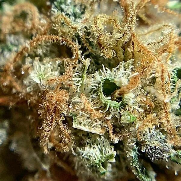 Pink Peanut Regular cannabis seeds by Thug Pug Genetics for indoor and outdoor – image 3