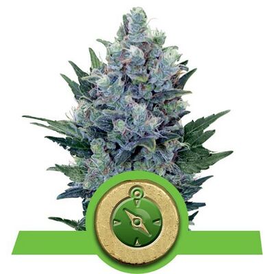 Auto Northern Light