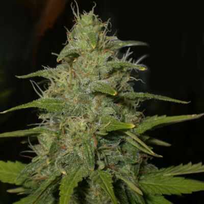 Lemon OG Haze