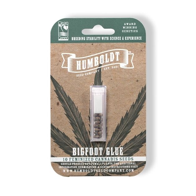Graines de cannabis Bigfoot Glue féminisées de Humboldt Seed Company pour intérieur et extérieur – image 3