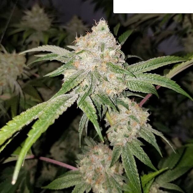 Sweet Chem Regular cannabis seeds by Lucky Dog Cannabis Co. for indoor and outdoor – image 3