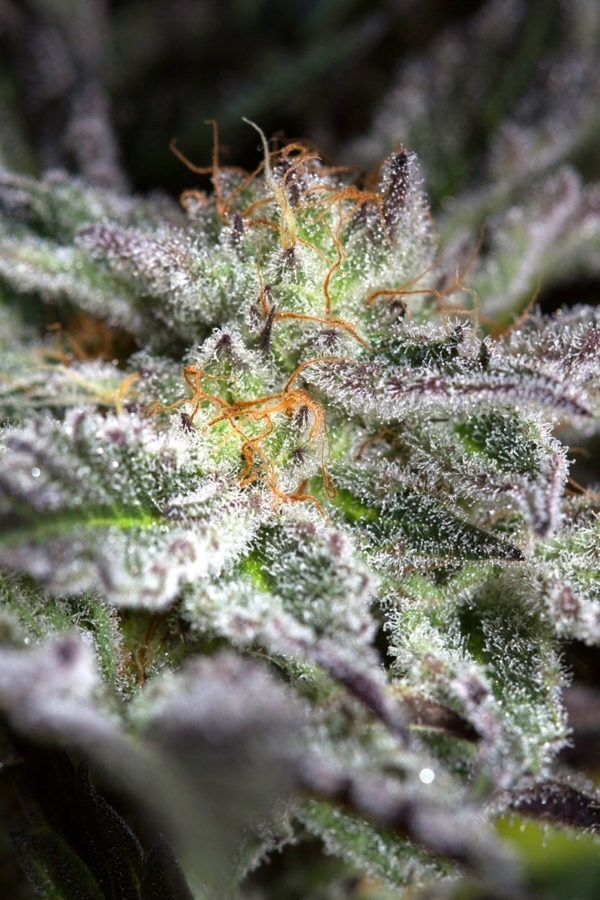 Graines de cannabis Sapphire OG féminisées de Humboldt Seed Org. pour intérieur et extérieur – image 3