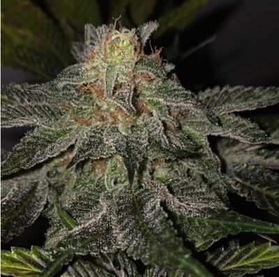 French Kisz Regulär