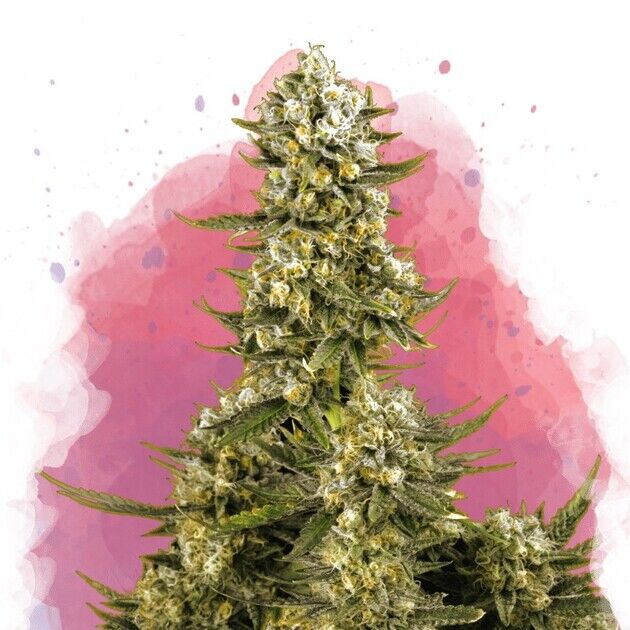 Cannabissamen Super Silver Haze feminisiert von Nirvana für Indoor und Outdoor