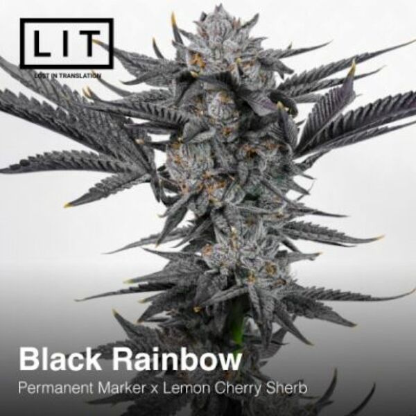 Graines de cannabis Black Rainbow féminisées de LIT Farms – image 3