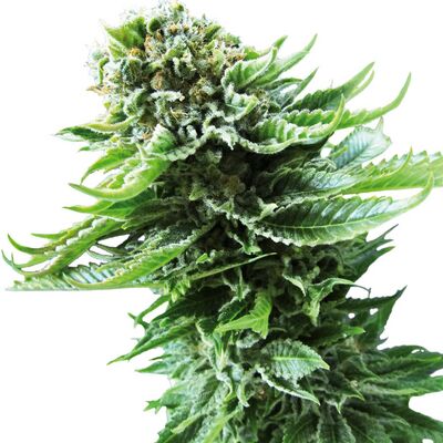 Auto Northern Lights