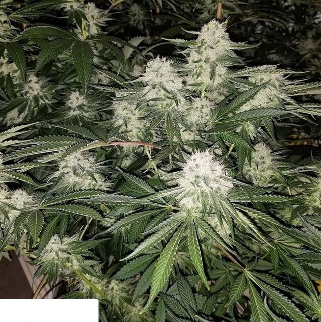 Cannabissamen Chem Flyer Regulär von Lucky Dog Cannabis Co. für Indoor und Outdoor – Bild 3
