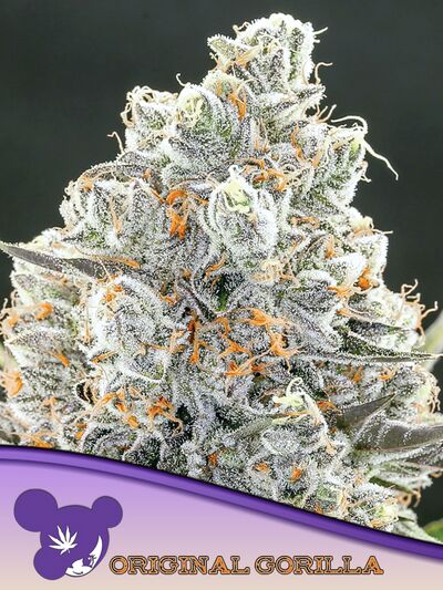 Original Gorilla 4