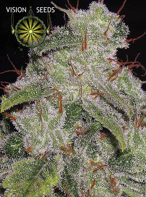 Cannabissamen Auto Northern Lights feminisiert von Vision Seeds für Indoor und Outdoor – Bild 2
