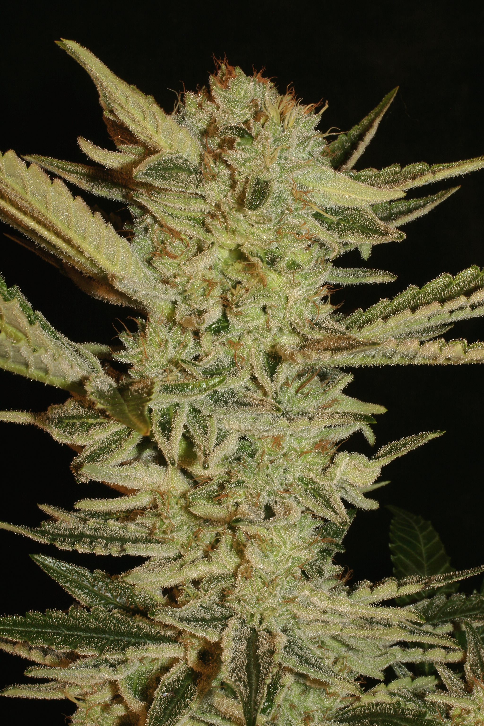 Graines de cannabis Bubble Gum féminisées de Serious Seeds pour intérieur et extérieur – image 2