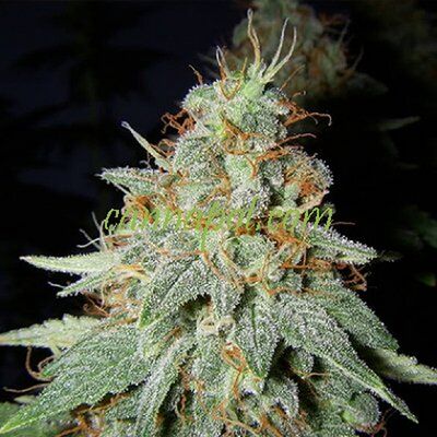 Buddhalato Régulier