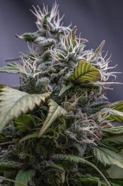 HashPlant Haze x Kali China