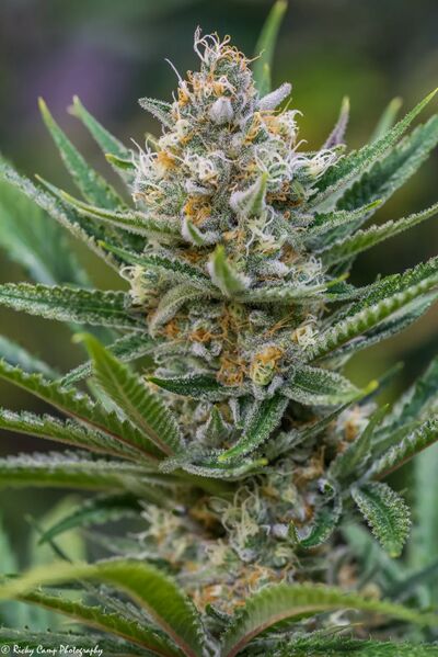 Queen of Soul Régulier