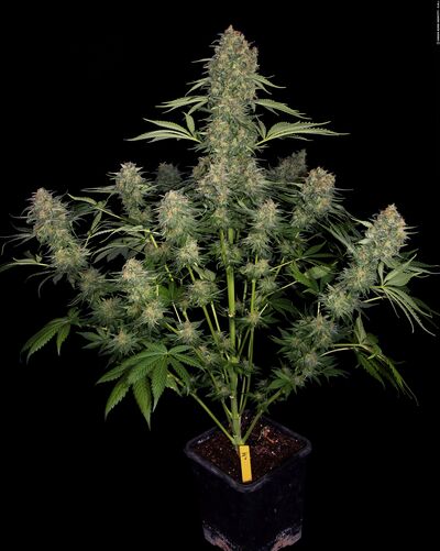 Serious Kush