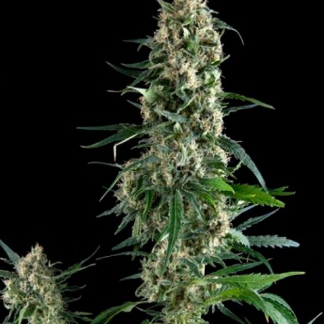 Cannabissamen Amnesia Gold feminisiert von Pyramid Seeds für Indoor und Outdoor – Bild 2