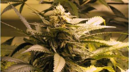 Auto AK-48 feminised cannabis seeds by Nirvana for indoor and outdoor – image 2