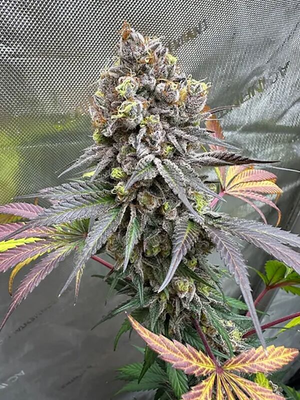Dragon Cherry Moon Regular cannabis seeds by Dragons Flame Genetics for indoor and outdoor – image 3