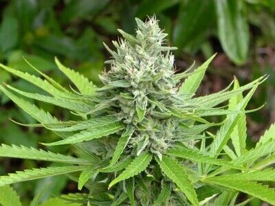 Mango x Widow Régulier
