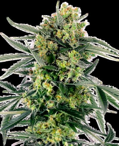 Auto Blueberry Zkittlez