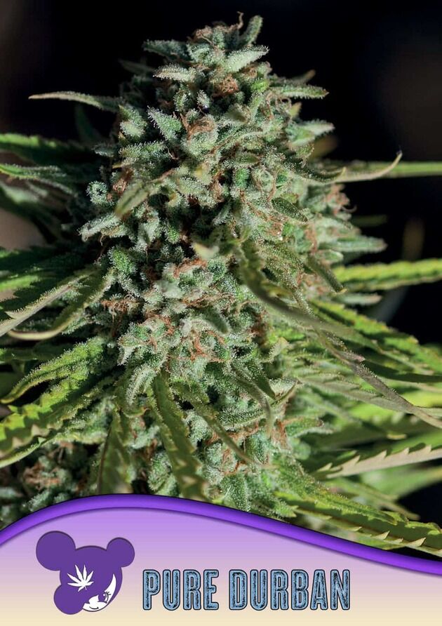 Pure Durban, Landraces feminised cannabis seeds by Anesia Seeds for indoor and outdoor