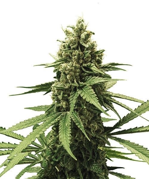 Graines de cannabis Apple Fritter féminisées de Royal Queen Seeds pour intérieur et extérieur – image 2