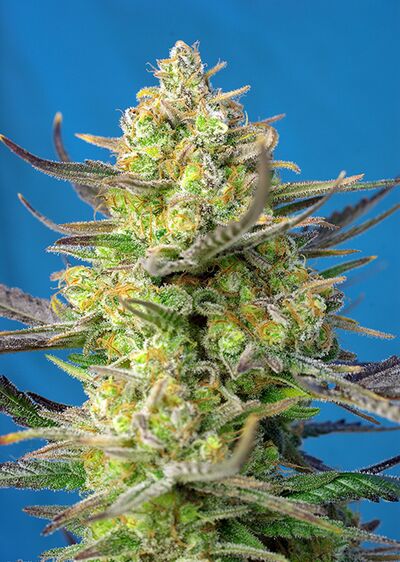 Auto Sweet Cheese XL
