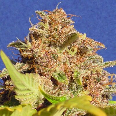 Auto Wedding Cake